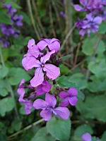 Monnaie du pape - Lunaria annua (6)